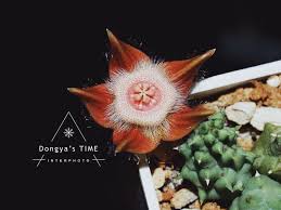 Image result for Duvalia