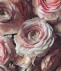 1 620 Likes 29 Comments Elizabeth Cronin Asraigarden On Instagram Bought Some Real Special Ranunculus Toda Flowers Photography Colorful Flowers Flowers