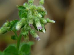 Image result for Blumea axillaris