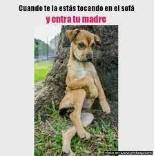 Cuando Te Estas Tocando En El Sofa Y Entra Tu Madre Chistes De Perros Memes Perros Memes De Perros Chistosos