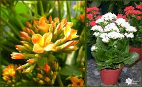 7 Super Simple Succulents To Grow Indoors The Succulent Eclectic Kalanchoe Blossfeldiana Flowering Succulents Succulents
