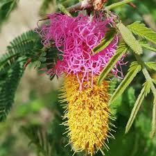 Image result for Alantsilodendron pilosum