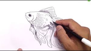 We did not find results for: Cara Menggambar Ikan Mas How To Draw Gold Fish Youtube