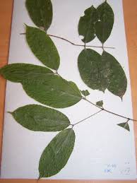 Image result for Aneulophus africanus