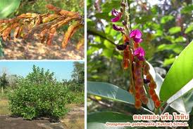 Image result for Droogmansia