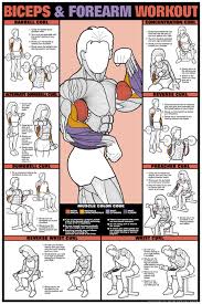 Biceps Forearm Workout Fitness Chart Co Ed