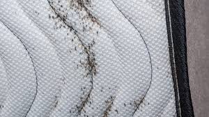 Image result for bed bugs droppings