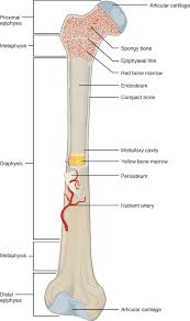 While it is not as hard as compact bone, spongy bone plays an important role of protecting the marrow where blood cells are produced. Bone Structure Anatomy And Physiology
