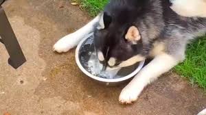 M., foitzik k., arck p. Shaved Husky Photo Sparks Outrage Should Double Coated Dogs Be Shaved