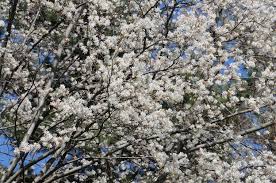Image result for Amelanchier laevis