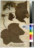Image result for Sterculia quinqueloba