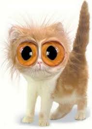 images?q=tbn:ANd9GcT-FSe3fluC8N9aN9T3N_N6aTahDWqsNP10JS5ucPaX_slUk3jX6w