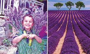 Lavanta tarlaları denilince akla gelen ilk yer fransa'nın provans bölgesi olur. Isparta Keciborlu Nun Kendine Hayran Birakan Mor Kralicesi Lavanta Tarlalari Listelist Com