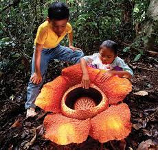 World S Largest Flower Flores Incomuns Flores Bonitas Plantas Incomuns