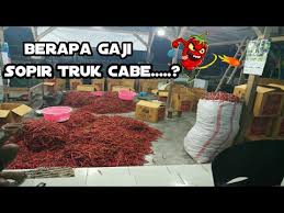 Gaji sopir truk cabe : Gaji Sopir Truk Cabe Lansir Dari Lumajang Sampai Jakartaa Youtube