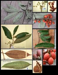 Image result for Farquharia