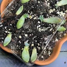 Image result for Sedum ruwenzoriense