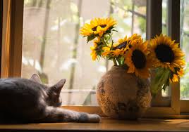 Our checkout is fast and simple so that you don't need to know how to send flowers to someone, our online florist will take care of everything when. Florist Guide To Pet Friendly Flowers And Plants Floranext Florist Websites Floral Pos Floral Software