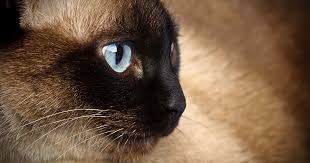 ‪The Truth About Cats and Their Nine Lives‬‏