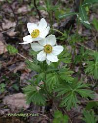 Narcissus Flowered Anemone Wild Flowers Narcissus Bloom