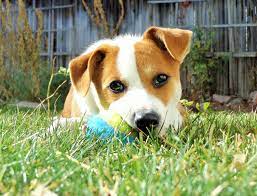5 Month Old Puppy Playing With Ball Puppy Play Puppies Pup