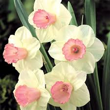 Narcissus Large Cupped Salome 10 Flower Bulbs Bulb Flowers Daffodil Bulbs Beautiful Pink Flowers