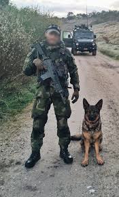 Swedish Air Force Ranger K9 Handler Military Dogs Swedish Armed Forces Swedish Army