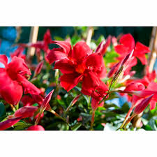 Also climbing plants are great for providing shade and decorative purposes. Colourwave Mandevilla Ruby Fantasy Climbers Mitre 10
