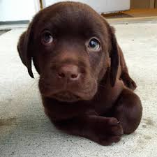 See This Instagram Photo By Snake Thelab 155 Likes Cute Baby Animals Cute Dogs Super Cute Puppies