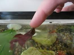 How To Teach Your Betta To Jump Betta Fish Betta Aquarium Betta Fish Care