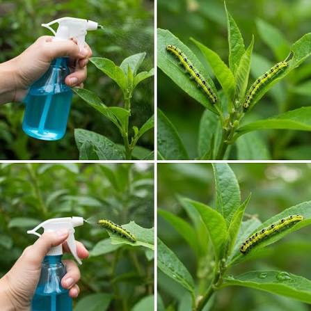 Tea Saponin manufacturer