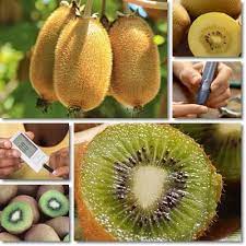 Can Diabetics Eat Kiwifruit Natureword