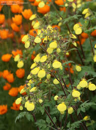 Image result for Calceolaria tripartita