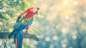 Image result for tbn:ED285OK8yRCGdM::www.hawanaajd.com/backgd/data/media/4/Wallpapers_-_Parrots_-_01.jpg