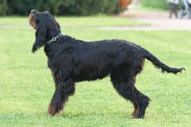 Image result for skotský setr gordonsetr