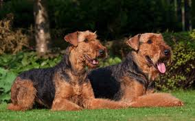 Check spelling or type a new query. Airedale Terrier Puppies Breed Information Puppies For Sale