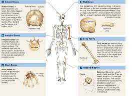 6 2 Bones Are Classified According To Shape And Structure And They Have A Variety Of Bone Markings Medical Anatomy Flower Quotes Bones