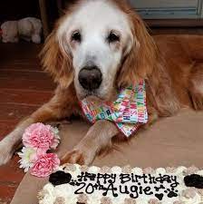 Maybe you would like to learn more about one of these? The Oldest Golden Retriever In History Turned 20 Years Old Augie The Golden Retriever Celebrates 20th Birthday