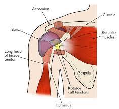 Travels through narrow groove at front of shoulder bends through 90 degrees to enter shoulder joint. Shoulder Pain And Common Shoulder Problems Orthoinfo Aaos