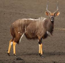 Les 10 Especes D Antilope Les Plus Elegantes D Afrique Du Sud Part 1 Afrique Du Sud Decouverte A 19 question printable animaux de la savane crossword with answer key. d afrique du sud