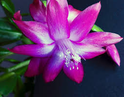 We had quite a few of them in our greenhouse in connecticut which bloomed at the holidays with no effort. When How To Split Up Transplant A Christmas Cactus