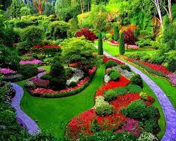 pin on plantes