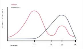 Why Is The First Half Of The Menstrual Cycle Relatively