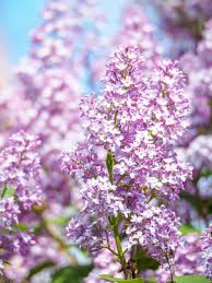 The plants are not dead, only sleeping. upon arrival, remove any packaging from the root system and soak the roots in tepid water for 10 to. How To Plant Lilacs For Stunning Spring Blooms