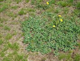 Augustine is a unique destination for camping because it combines old world charm with the natural beauty of the sunshine state. How Can I Avoid Winter Browning Of St Augustine Grass In South Carolina Sodbusters
