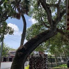 This tree stands in the parking lot of a hotel and is on the trolley tour as a stop. Love Tree Historic Site