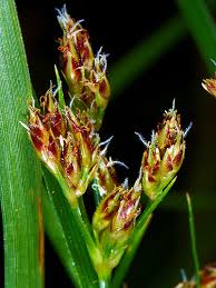 Image result for Fimbristylis dichotoma