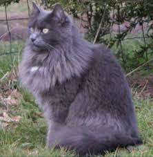 Grey Cat Grey Cats Nebelung Cat Cats