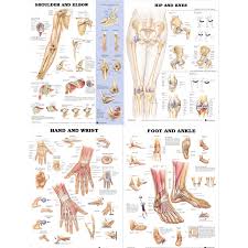 Laminated Joint Chart Bundle Shoulder Elbow Hip Knee Hand Wrist And Foot Ankle