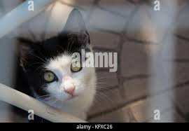 Tabby kitten with pink nose and white chest sitting looking towards camera  Stock Photo